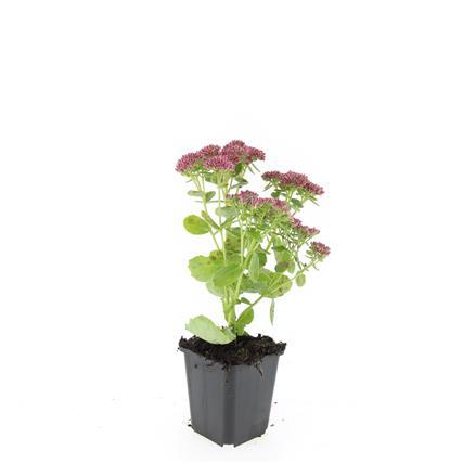 24x Sedum 'Herbstfreude' - ↕10-25cm - Ø9cm