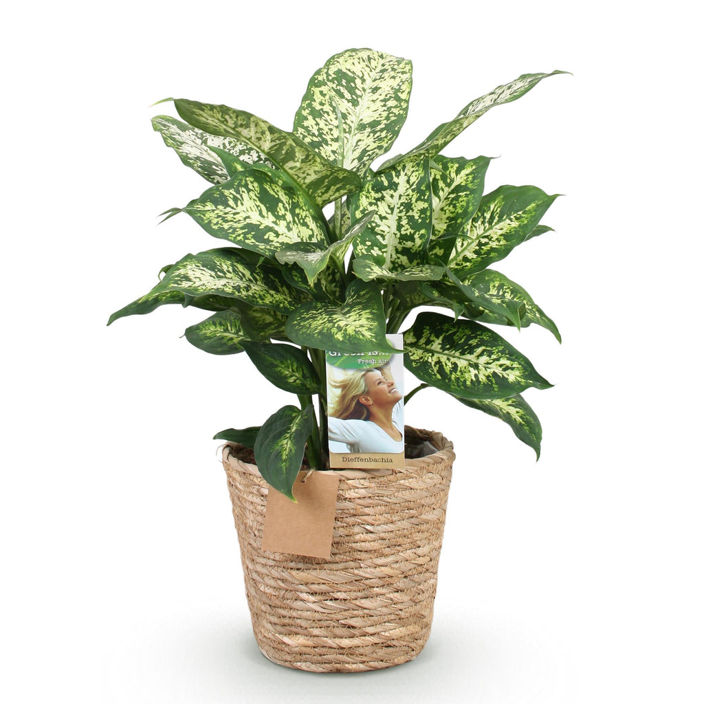 Green is... Kamerplanten - Diefenbachia Compacta - Dieffenbachia - Weinig onderhoud - met mand - Groen - 1 Plant - Pot 17cm - Hoogte 45-50cm
