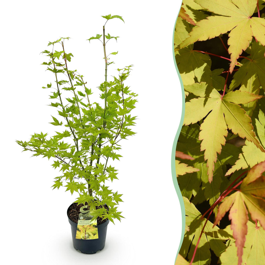Tuinplant - Acer palmatum Summergold - Japanse Esdoorn - Bladverliezend - Geel - 1 - Pot 26cm - Hoogte 90cm