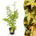 Tuinplant - Acer palmatum Summergold - Japanse Esdoorn - Bladverliezend - Geel - 1 - Pot 26cm - Hoogte 90cm