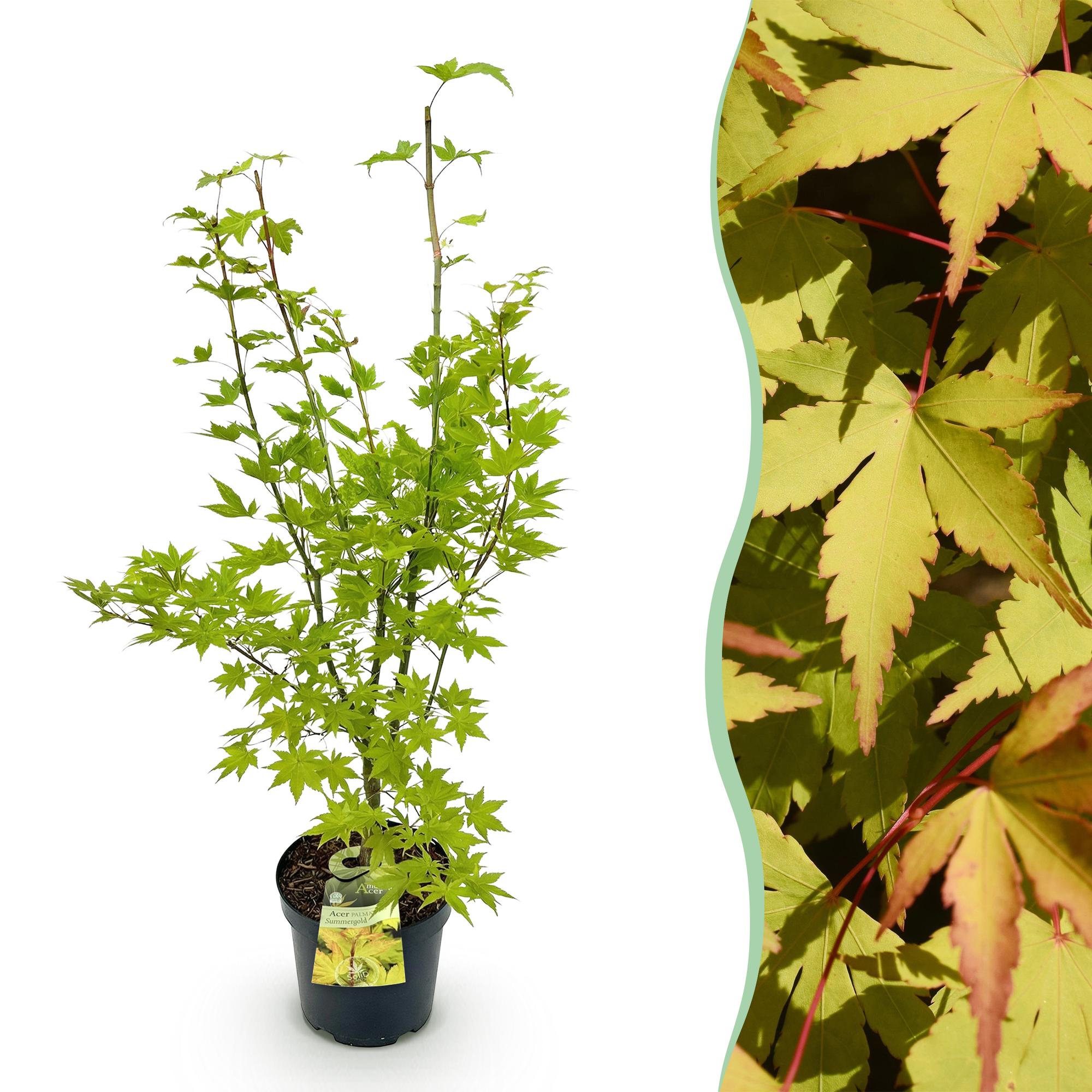 Tuinplant - Acer palmatum Summergold - Japanse Esdoorn - Bladverliezend - Geel - 1 - Pot 26cm - Hoogte 90cm