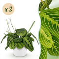 Kamerplant - Maranta Fascinator Lemon Lime - Gebedsplant - Huisdiervriendelijke Plant - Groen - 2 Planten - met Potter Wit - Pot 12cm - Hoogte 25cm