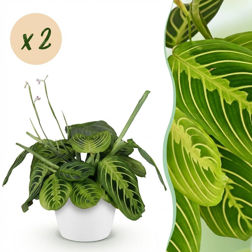 Kamerplant - Maranta Fascinator Lemon Lime - Gebedsplant - Huisdiervriendelijke Plant - Groen - 2 Planten - met Potter Wit - Pot 12cm - Hoogte 25cm