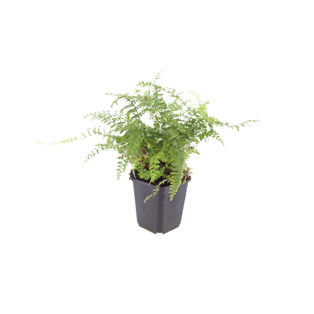 6x Polystichum set. 'Herrenhausen'- ↕10-25cm - Ø9cm
