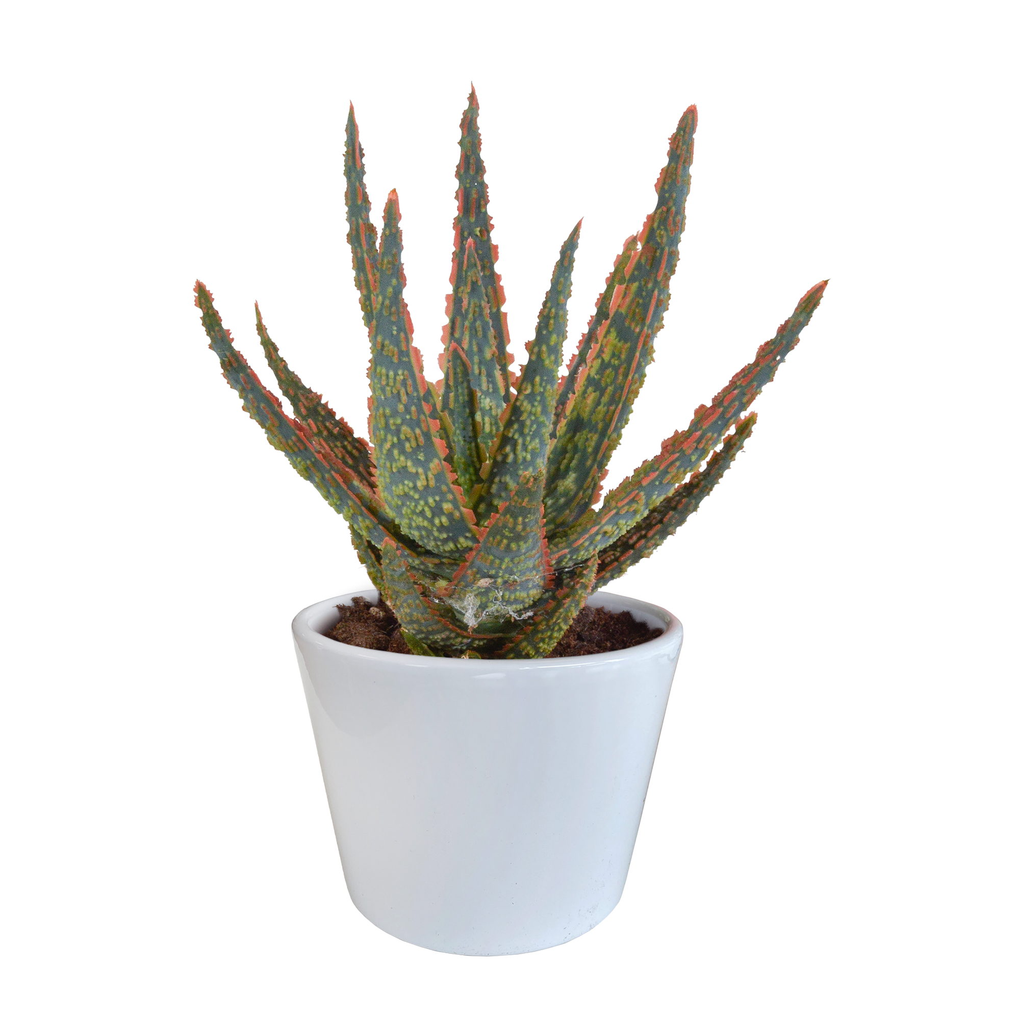 Aloë zebrina Dannyz 10,5cm - in witte pot