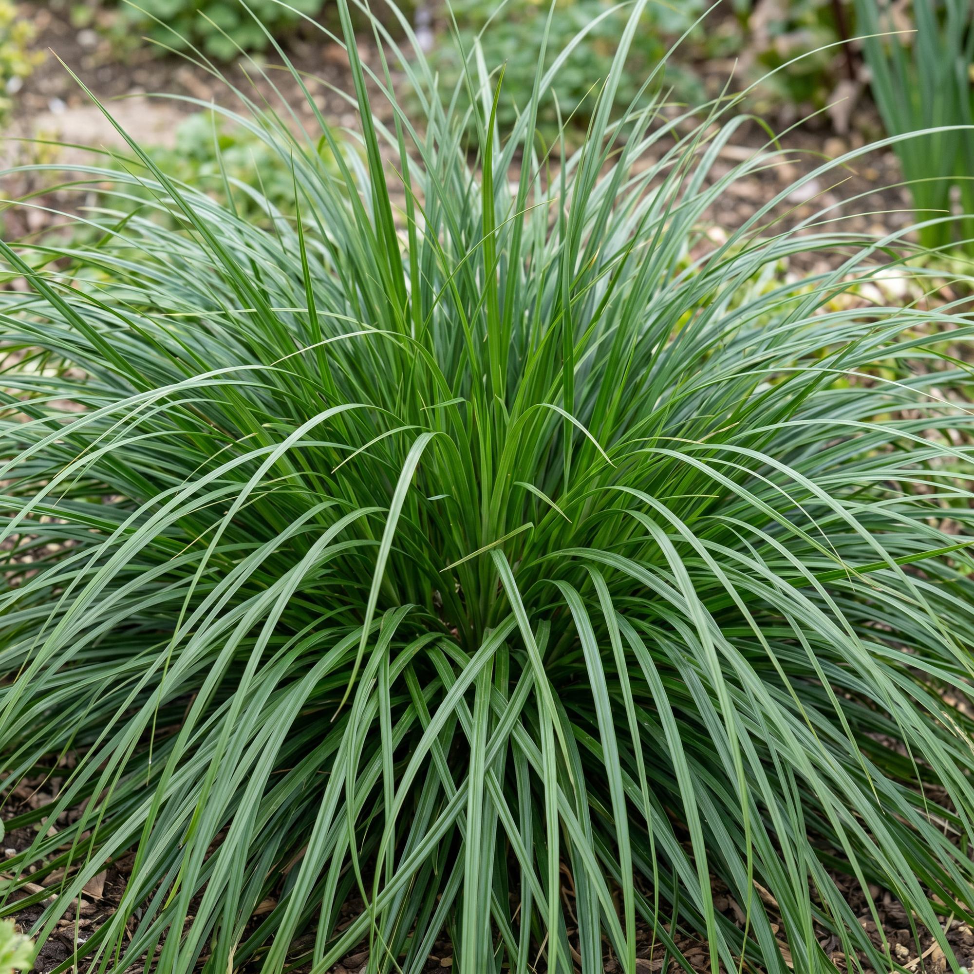 Grassen - Carex oshimensis Evergreen - Japanse Zegge - Groenblijvend - Groen - 6 Planten - Pot 11cm - Hoogte 15-25cm