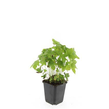 48x Geranium nodosum - ↕10-25cm - Ø9cm