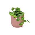 Scindapsus Pictus ‘Argyraeus’ in ELHO Vibes Fold 14cm roze