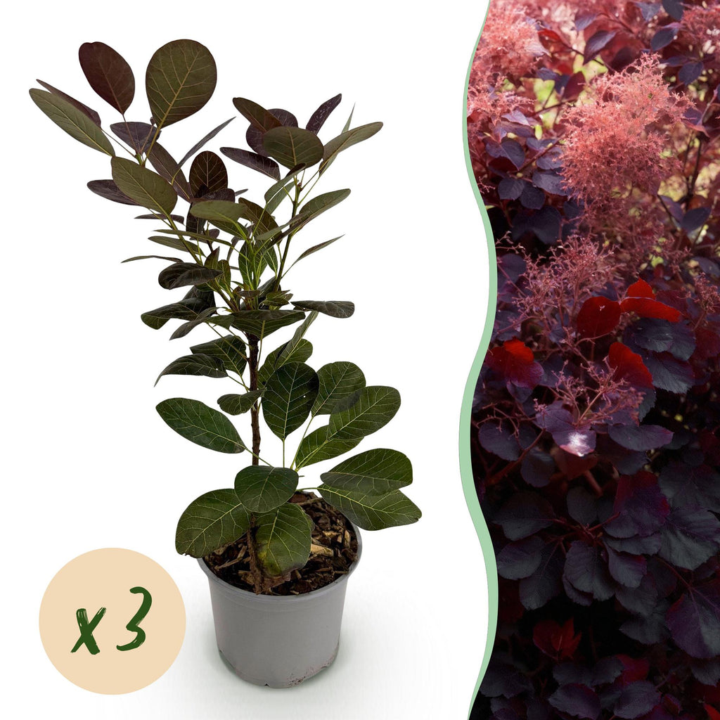 Tuinplant - Cotinus coggyria Royal Purple - Paars - 3 Planten - Bladverliezend - Weinig Onderhoud - Pot 12cm Hoogte 35cm