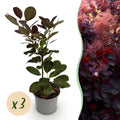 Tuinplant - Cotinus coggyria Royal Purple - Paars - 3 Planten - Bladverliezend - Weinig Onderhoud - Pot 12cm Hoogte 35cm