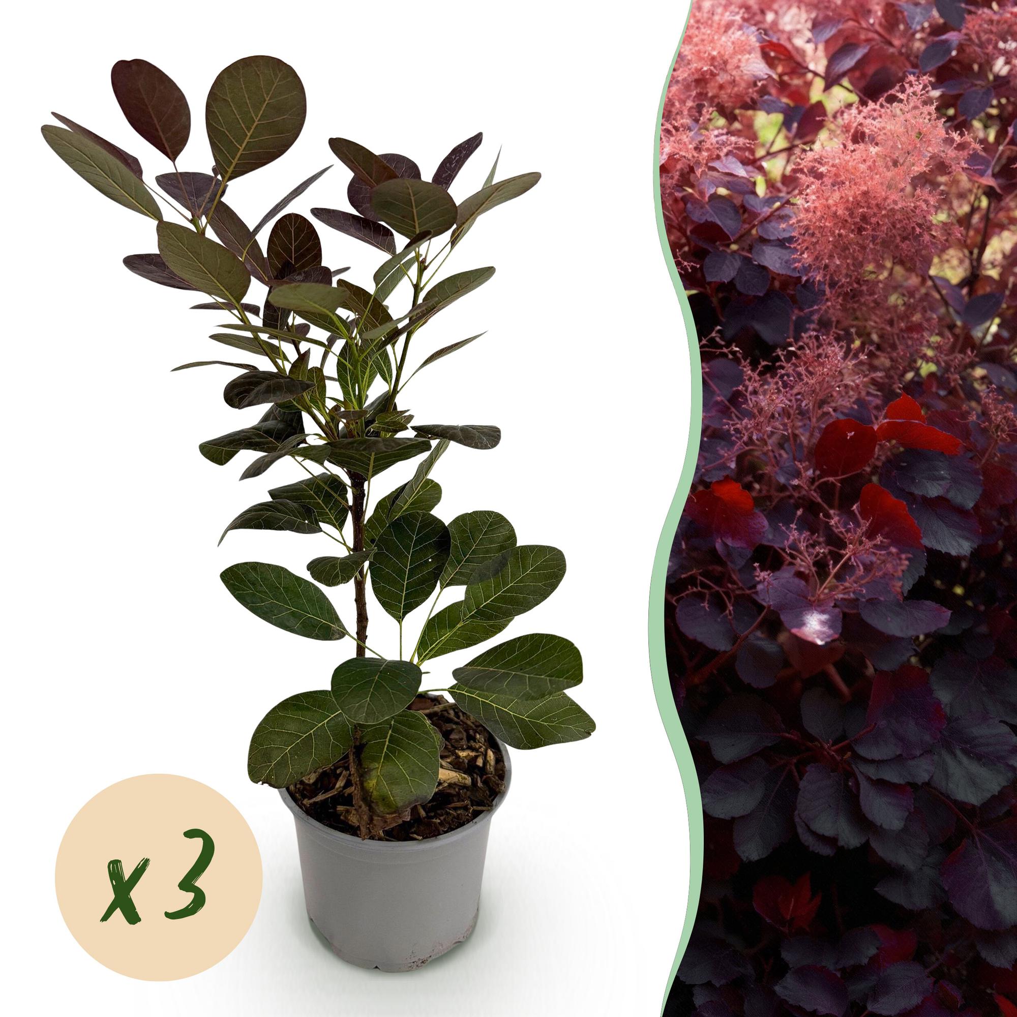 Tuinplant - Cotinus coggyria Royal Purple - Paars - 3 Planten - Bladverliezend - Weinig Onderhoud - Pot 12cm Hoogte 35cm