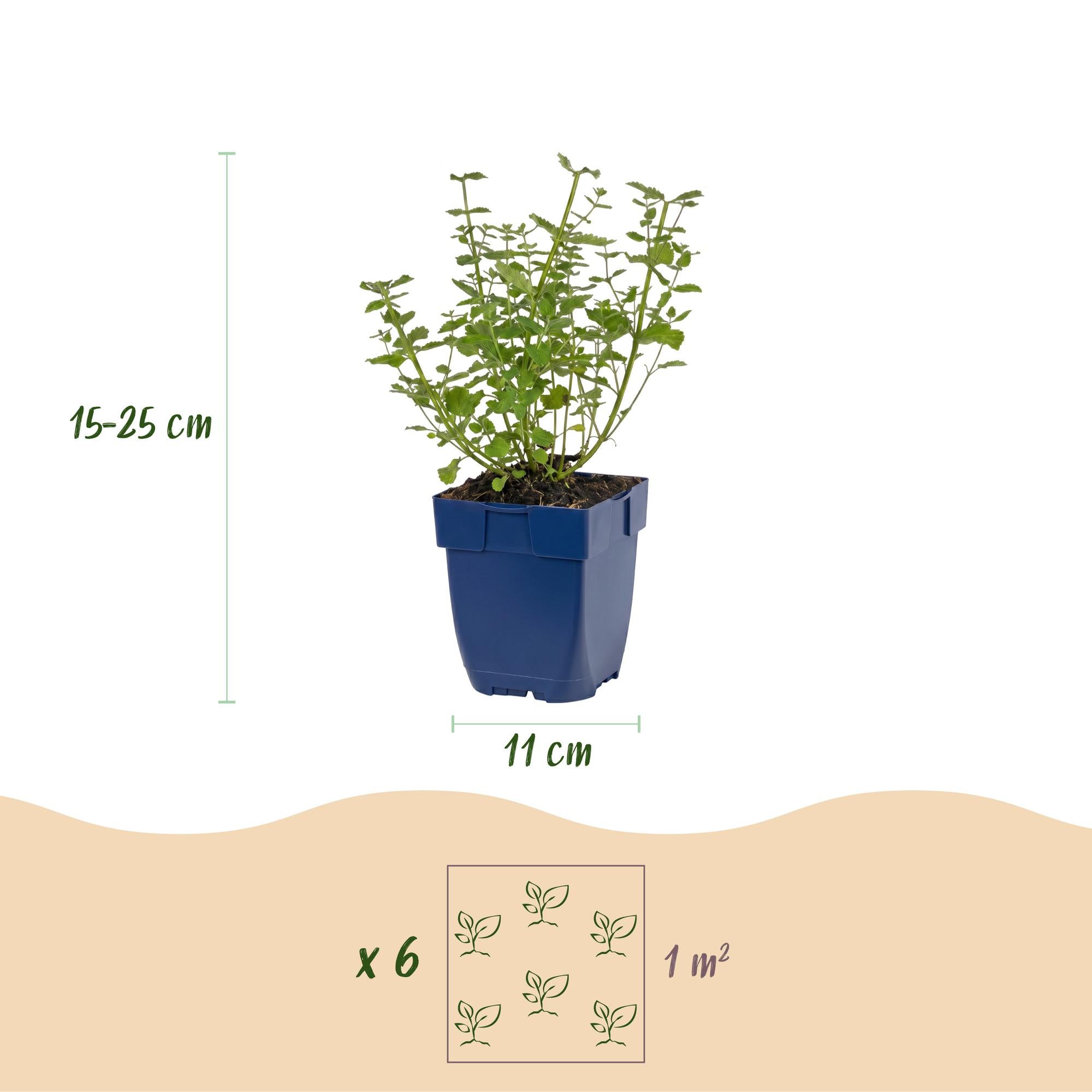 Vasteplant - Nepeta faassenii Walker's Low - Kattenkruid - Bijen en Vlinderlokkers - Blauw - 1 Plant - Pot 11cm - Hoogte 15-25cm