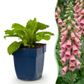 Vasteplant - Digitalis mertonensis - Vingerhoedskruid - Schaduw - Roze - 6 Planten - Pot 11cm - Hoogte 15-25cm