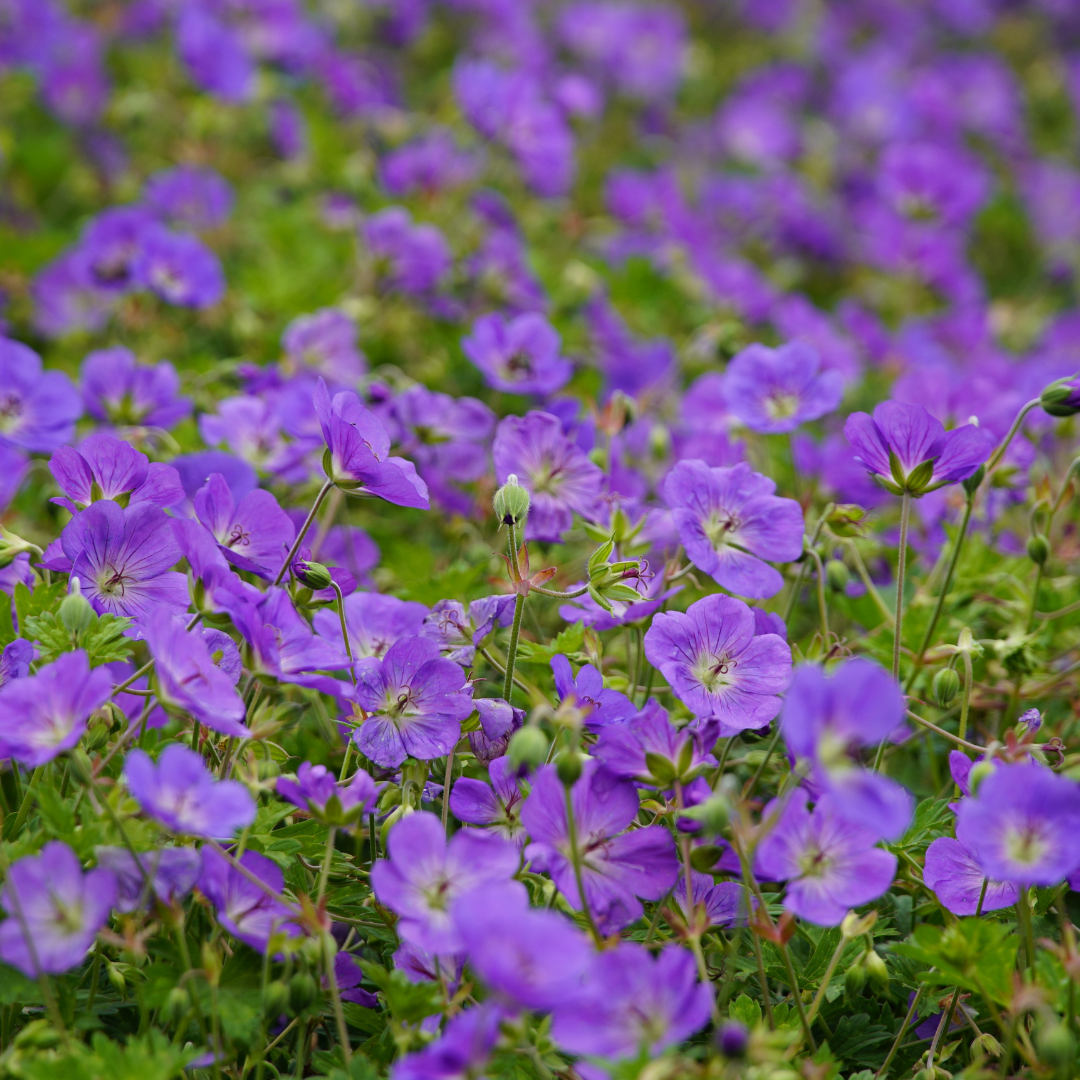60x Geranium 'Azure Rush' - ↕10-25cm - Ø9cm