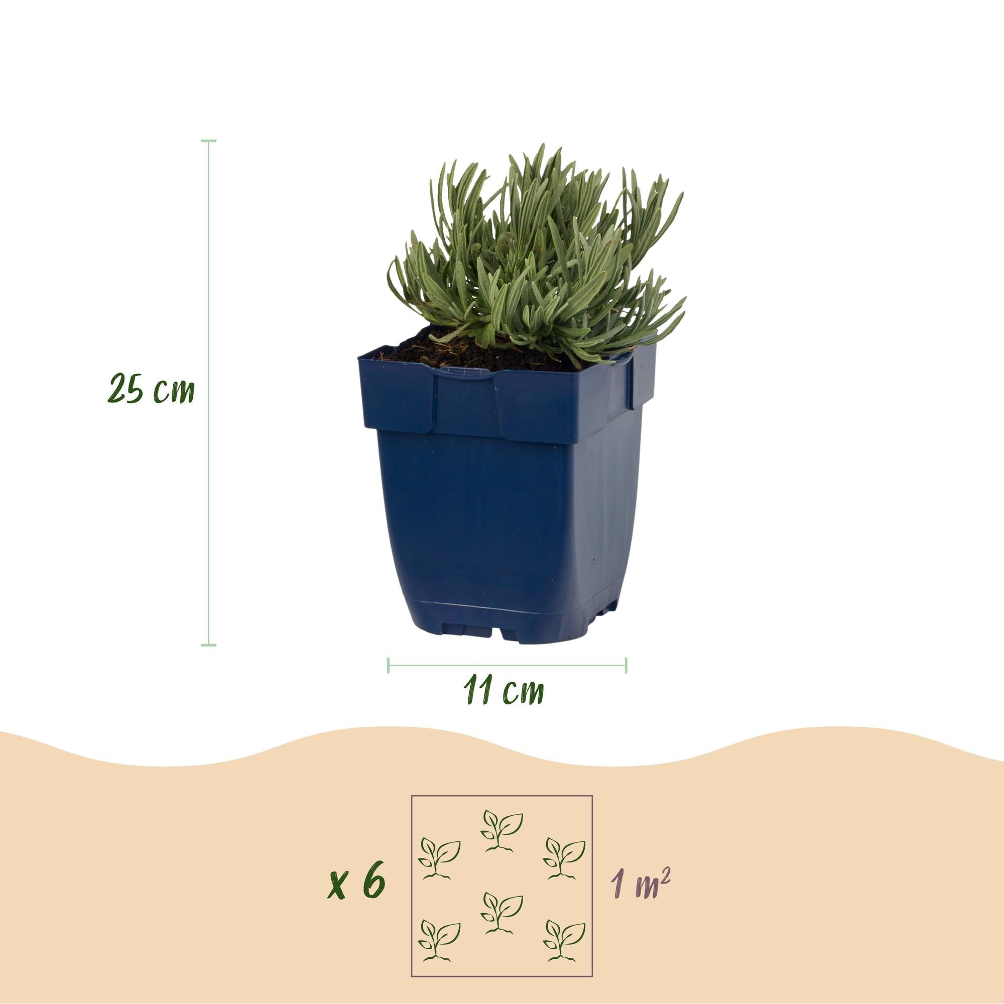 Vasteplant - Lavandula ang. Munstead - Lavendel - Geurend - Paars - 1 Plant - Pot 11cm - Hoogte 15-25cm