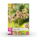 Bloembollen - Allium Siculum - Kleur Roze - 30 stuks - Bolmaat 8/10 - XXL Pack