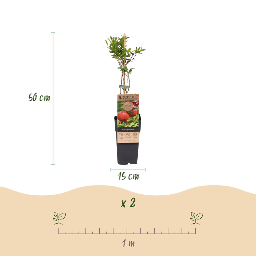 Fruitplant - Punica granatum - Granaatappel - Winterhard - Rood-Oranje Vrucht - 2 Planten - Pot 15cm - Hoogte 50cm