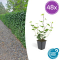 48x Hedera Hibernica - ↕10-25cm - Ø9cm