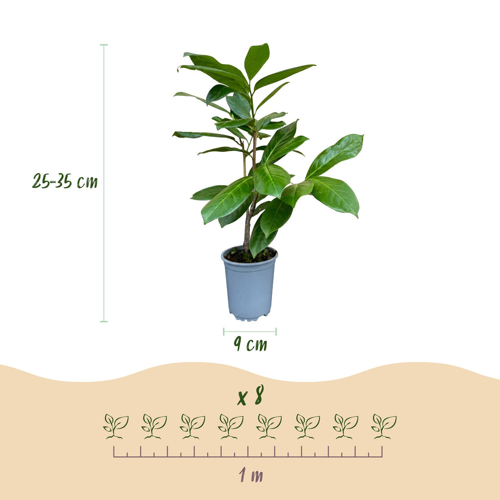 8x Prunus laur. Rotundifolia - Laurierkers - Haagplanten - Groenblijvend - Groen - Pot 9cm - Hoogte 25-35cm