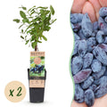 Fruitplant - Lonicera caerulea Kamchatika - Honingbes - Winterhard - Blauw Vrucht - 2 Planten - Pot 15cm - Hoogte 50cm