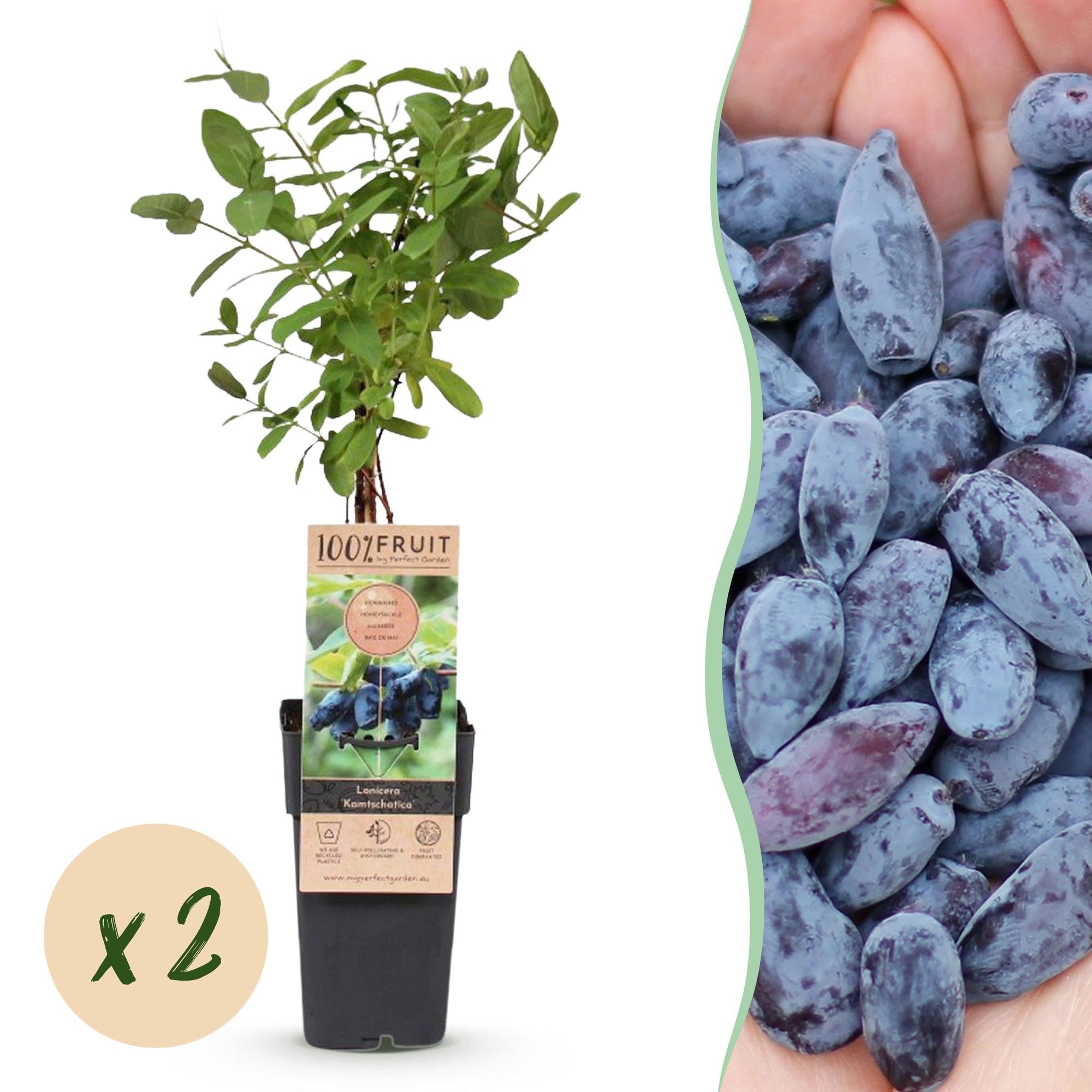 Fruitplant - Lonicera caerulea Kamchatika - Honingbes - Winterhard - Blauw Vrucht - 2 Planten - Pot 15cm - Hoogte 50cm