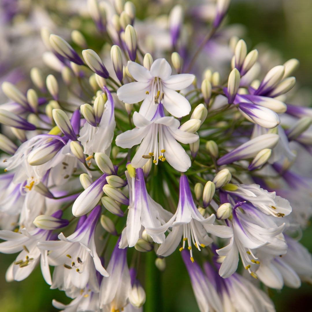 Agapanthus 'Fireworks'  23cm