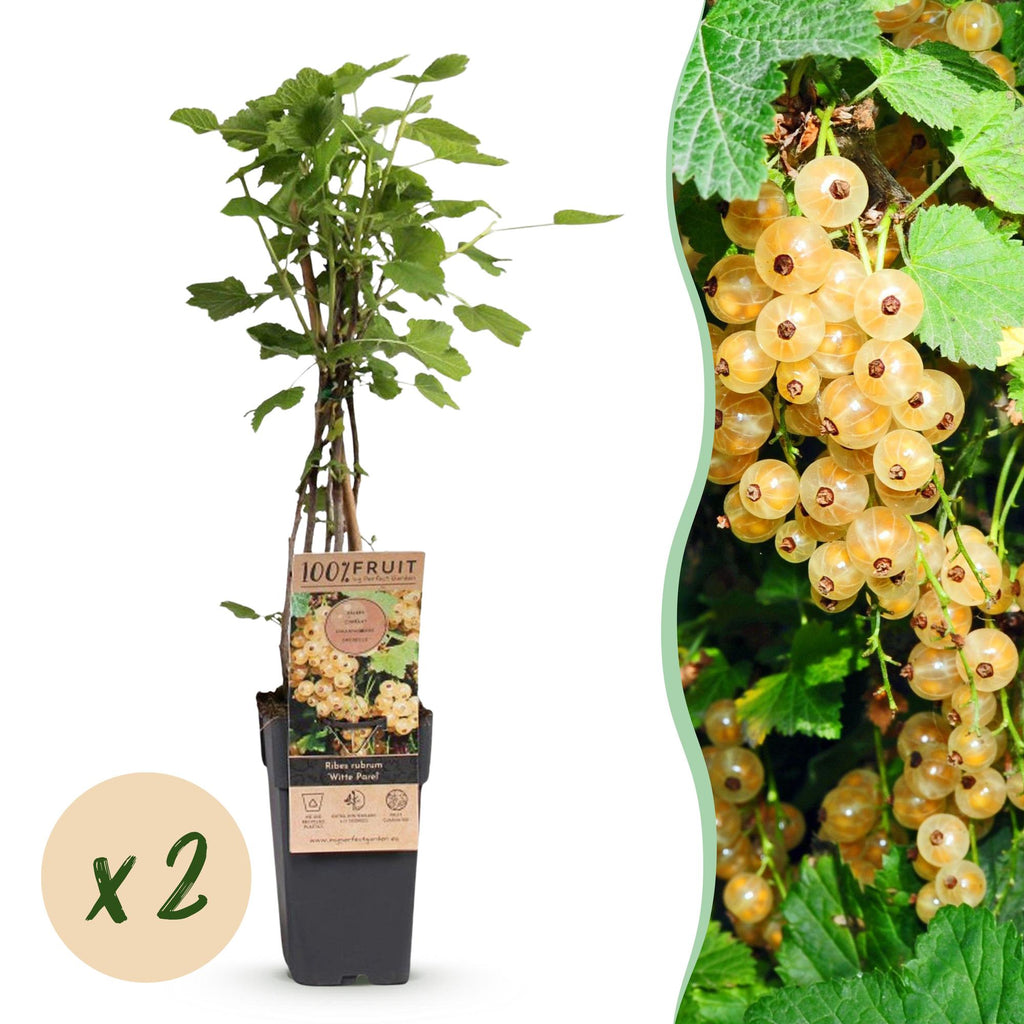 Fruitplant - Ribes rubrum Witte Parel - Bessenplant - Winterhard - Witte Bes - 2 Planten - Pot 15cm - Hoogte 50cm