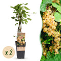 Fruitplant - Ribes rubrum Witte Parel - Bessenplant - Winterhard - Witte Bes - 2 Planten - Pot 15cm - Hoogte 50cm