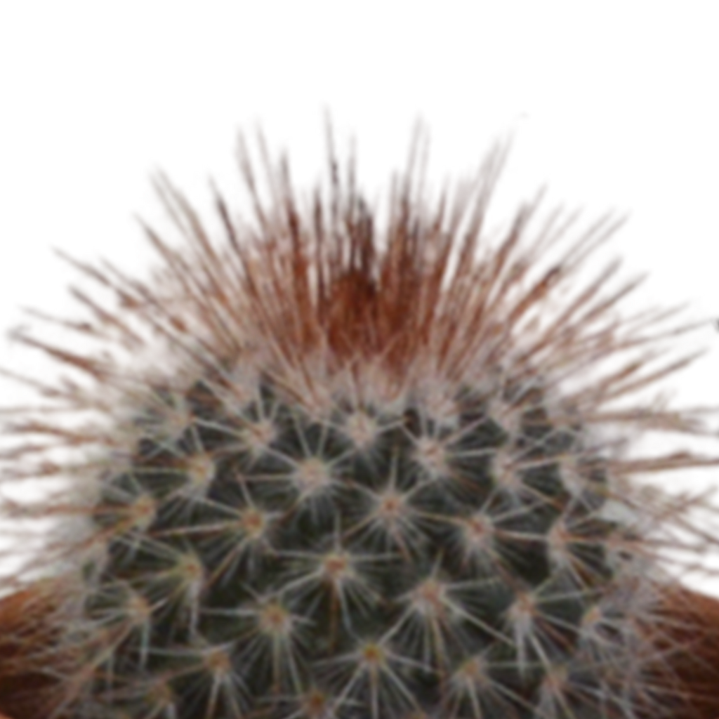 Cactus mix 5.5 cm - 5x - in terracotta pot