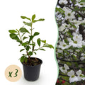 Tuinplant - Cornus Florida - Bloem Wit-Roze - 3 Planten - Bladverliezend - Weinig Onderhoud - Pot 12cm Hoogte 35cm