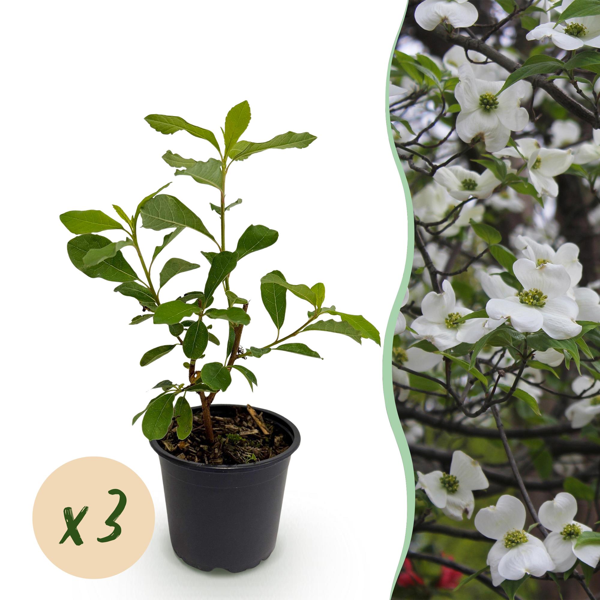 Tuinplant - Cornus Florida - Bloem Wit-Roze - 3 Planten - Bladverliezend - Weinig Onderhoud - Pot 12cm Hoogte 35cm