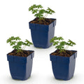 Vasteplant - Geranium sang. Album - Ooievaarsbek - Bodembedekkend - Wit - 3 Planten - Pot 11cm - Hoogte 15-25cm