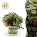 Kamerplant - Calissia repens - Kattengras - Huisdiervriendelijk - Groen - 4 Planten - Pot 12cm - Hoogte 17-20cm