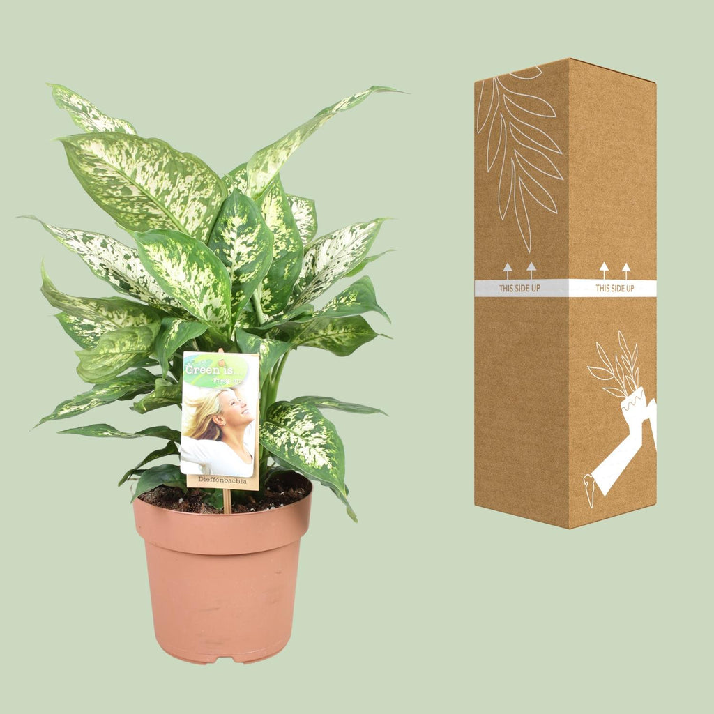 Dieffenbachia Compacta - Ø17cm - ↕45cm