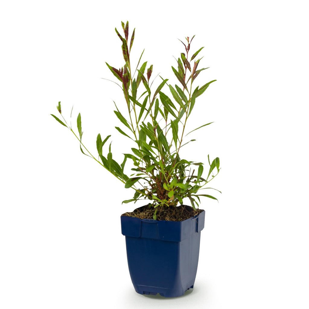 Vasteplant - Gaura lindh. Rosyjane - Prachtkaars - Bijen- en vlinderlokkers - Roze - 1 Plant - Pot 11cm - Hoogte 15-25cm