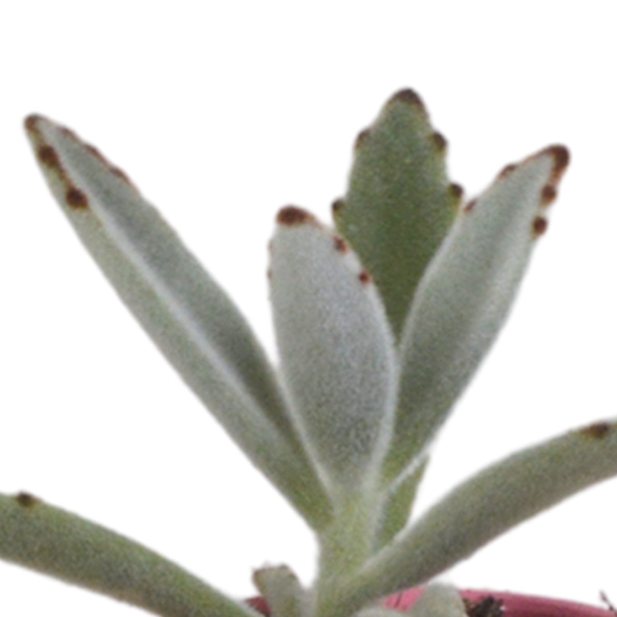 Vetplanten mix 5.5 cm - 5x - in Mexicaanse pot