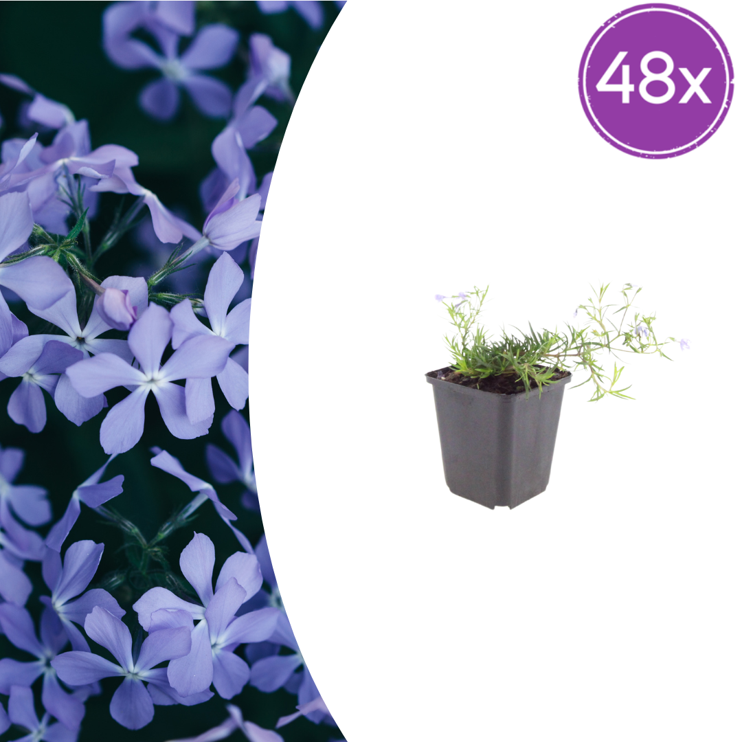 48x Phlox (S) 'Emerald Cushion Blue'- ↕10-25cm - Ø9cm