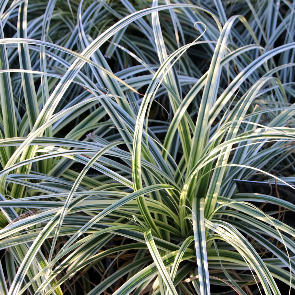 Siergrassen - Carex oshimensis Everest - Wit en Groen - 1 Plant - Groenblijvend - Winterhard - Pot 17cm Hoogte 50cm