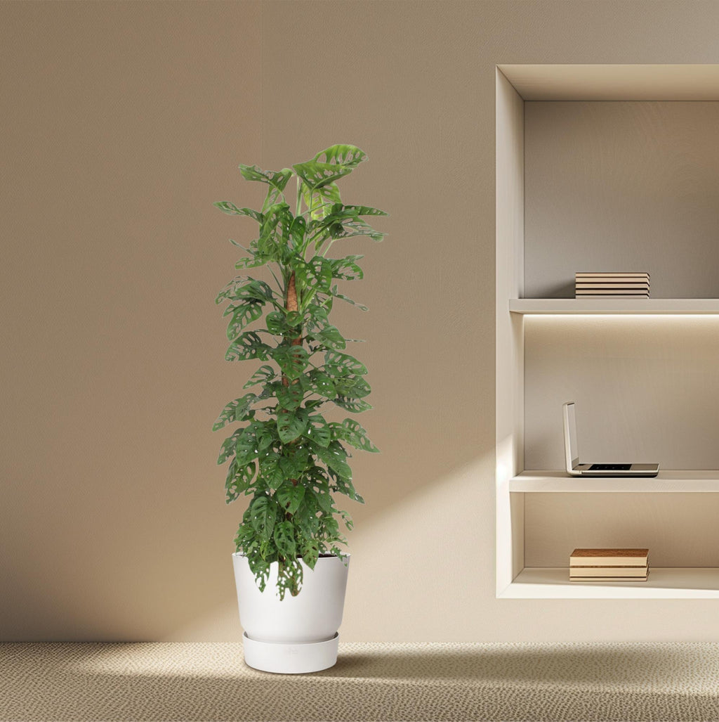 Monstera Monkey Leaf mosstok - 160 cm - ø27