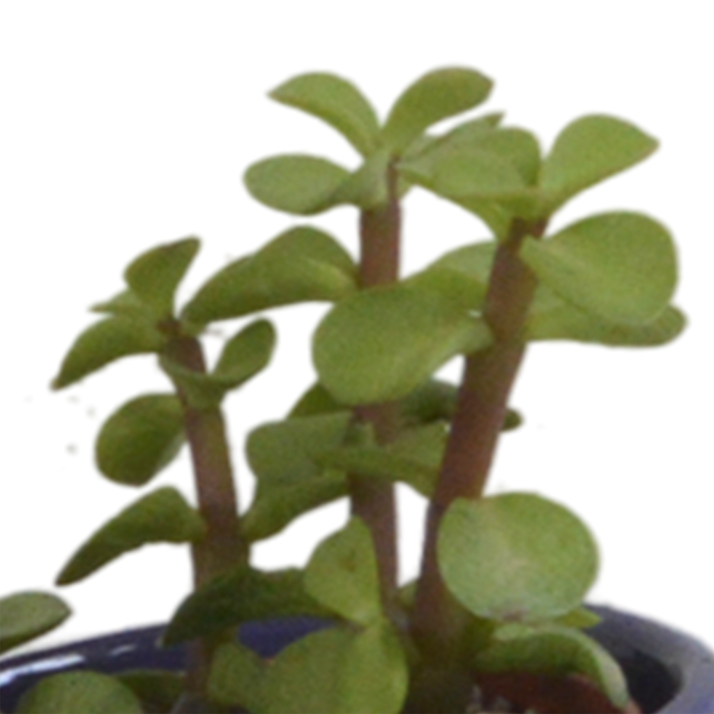 Vetplanten mix 5.5 cm - 5x - in Mexicaanse pot