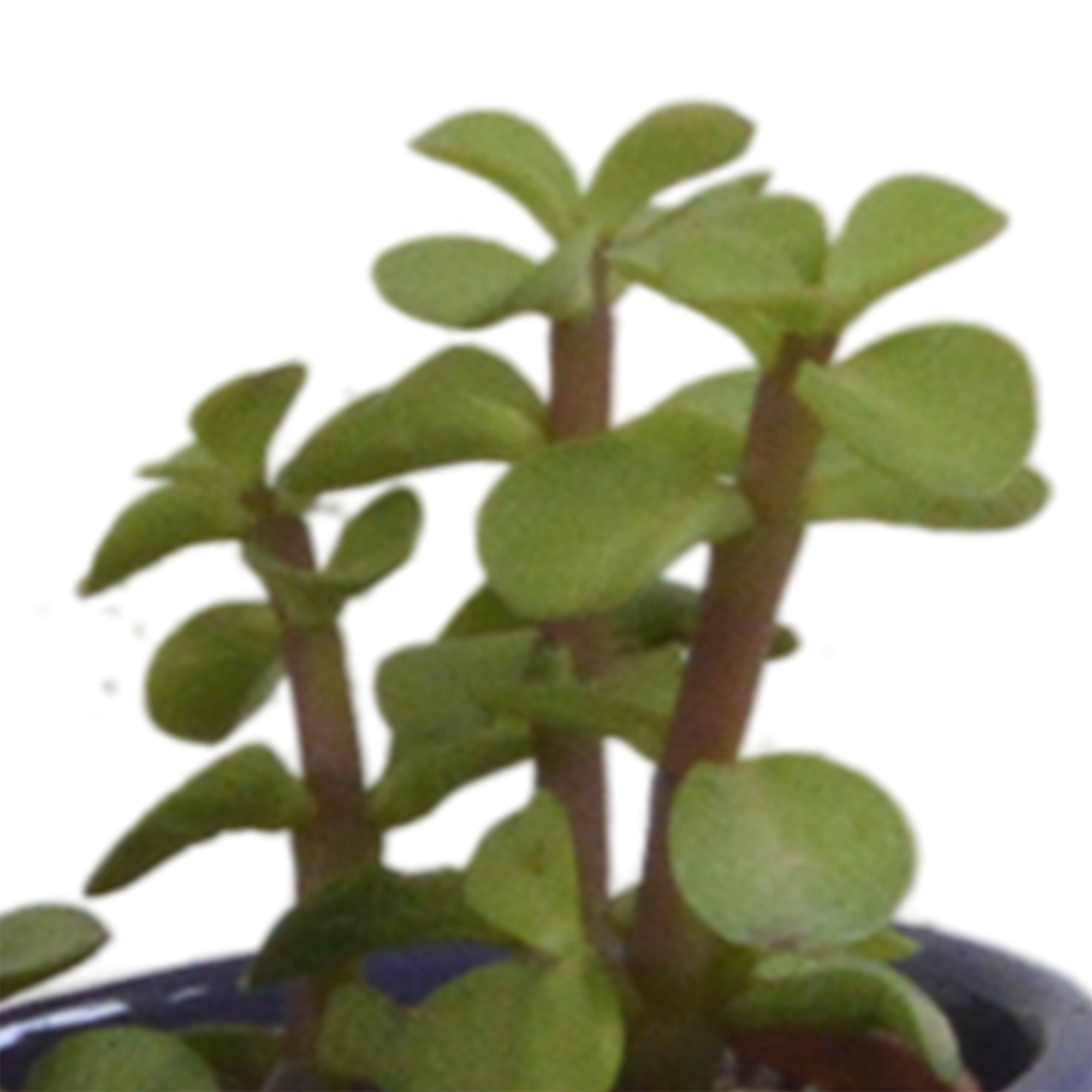 Vetplanten mix 5.5 cm - 5x - in Mexicaanse pot