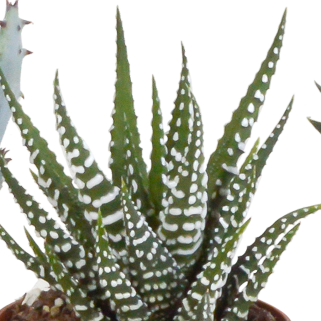 Gasteria/Haworthia mix 5,5cm - in witte pot - 5x
