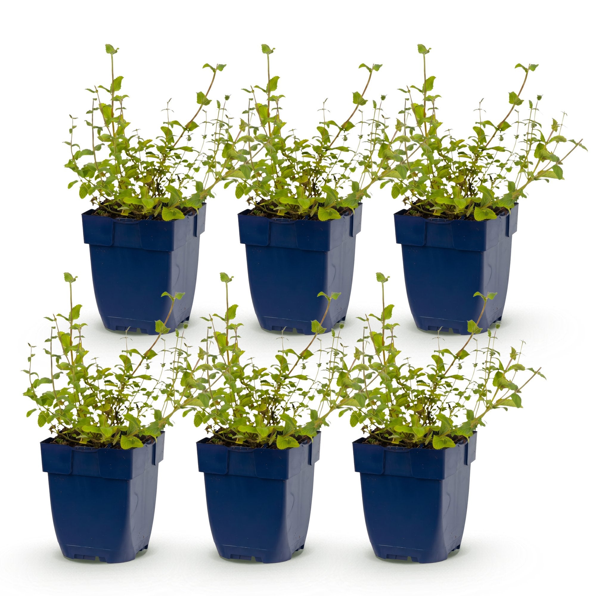 Vasteplant - Nepeta rac. Grog - Kattenkruid - Bijen- en vlinderlokkers - Blauw - 6 Planten - Pot 11cm - Hoogte 15-25cm