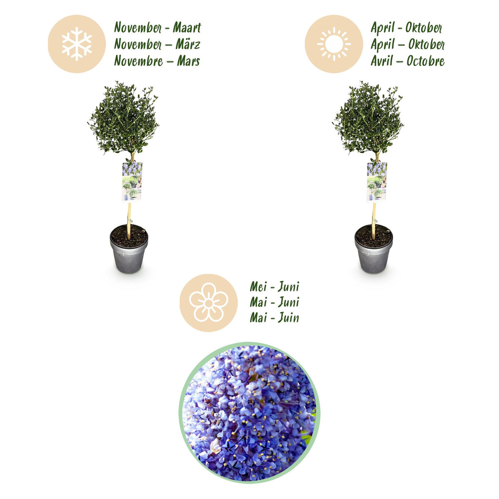 Plant op Stam - Ceanothus impressus Victoria - Terras Plant - Bladhoudend - Winterhard - Paarse Bloem - Pot 19cm Hoogte 90cm