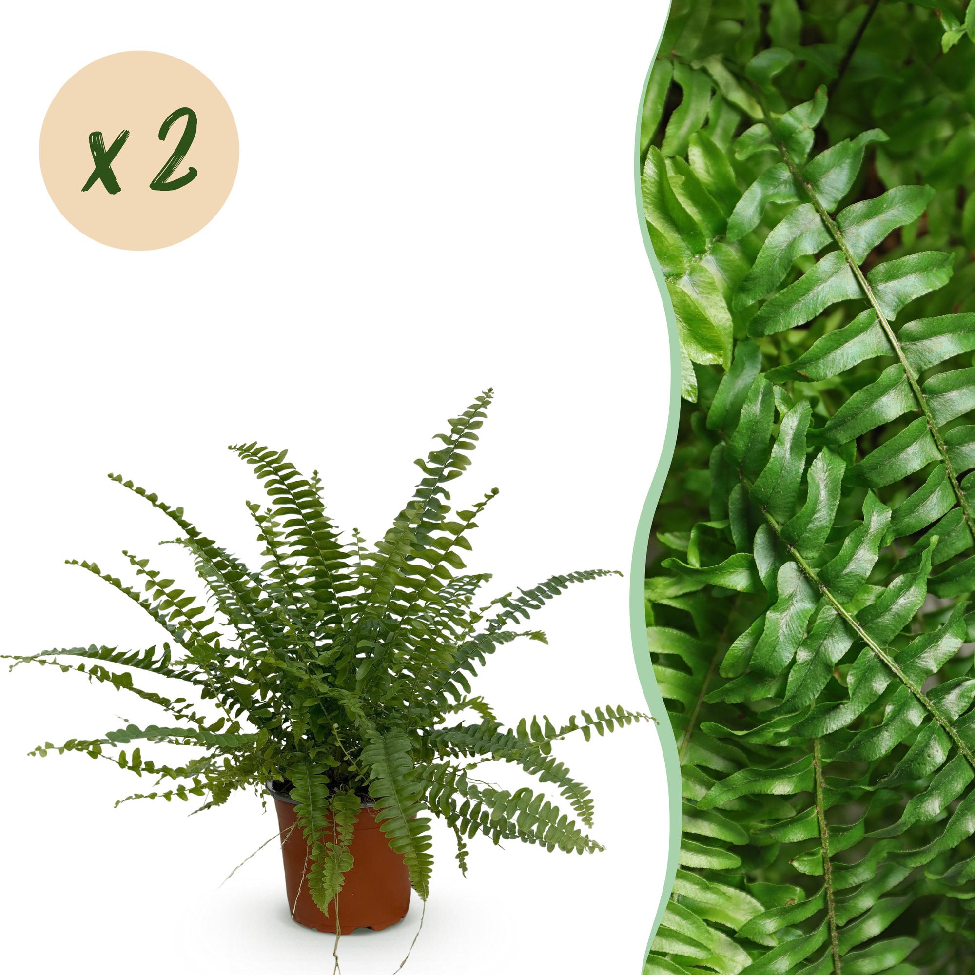 Kamerplant - Nephrolepsis exaltata Green Lady - Varen - Huisdiervriendelijk - Groen - 2 Planten - Pot 12cm - Hoogte 28-30cm