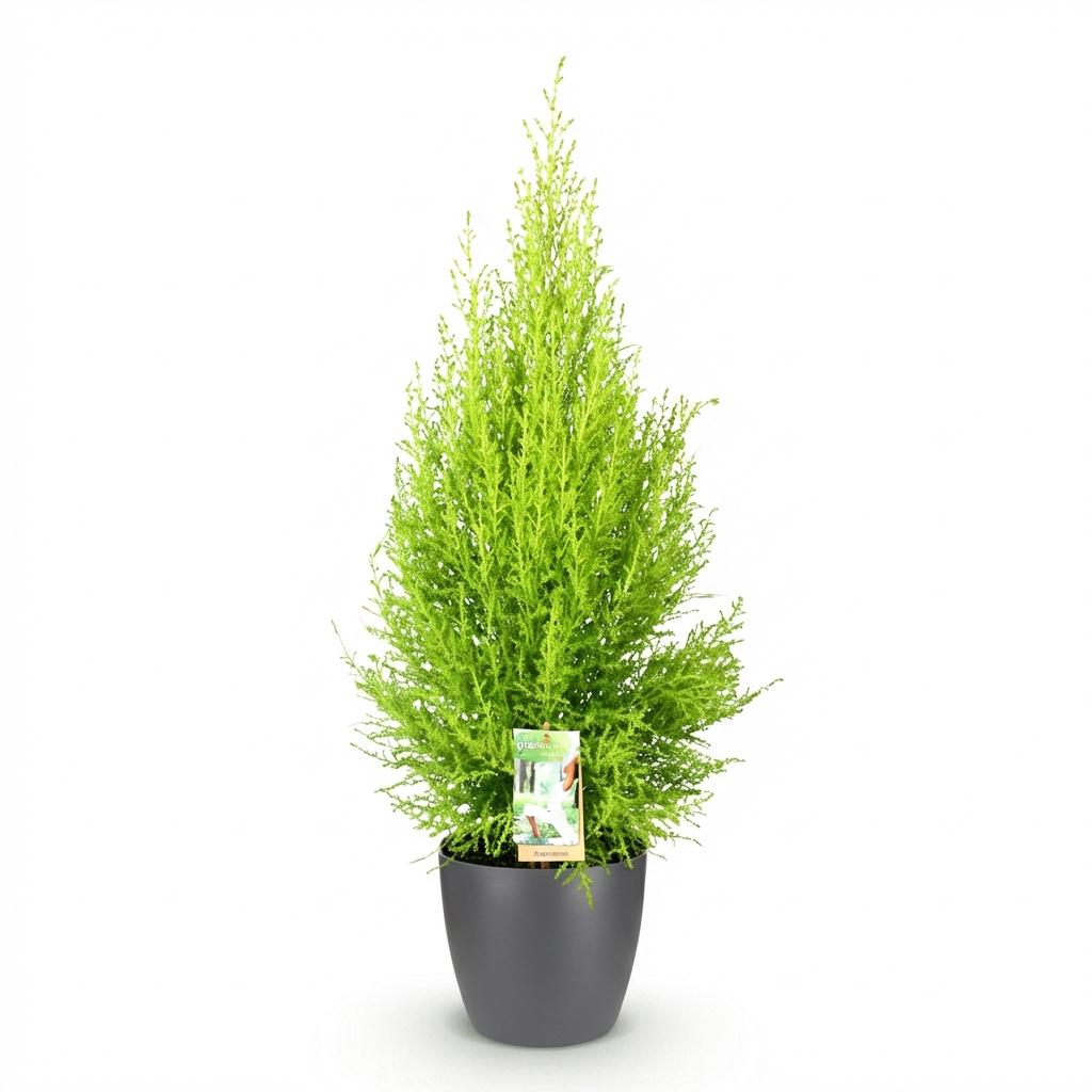 Kamerplanten - Cupressus Gold Crest Wilma - Kamer conifeer - Weinig onderhoud - Groen - 1 Plant - met Potter Grijs - Pot 21cm - Hoogte 85-95cm