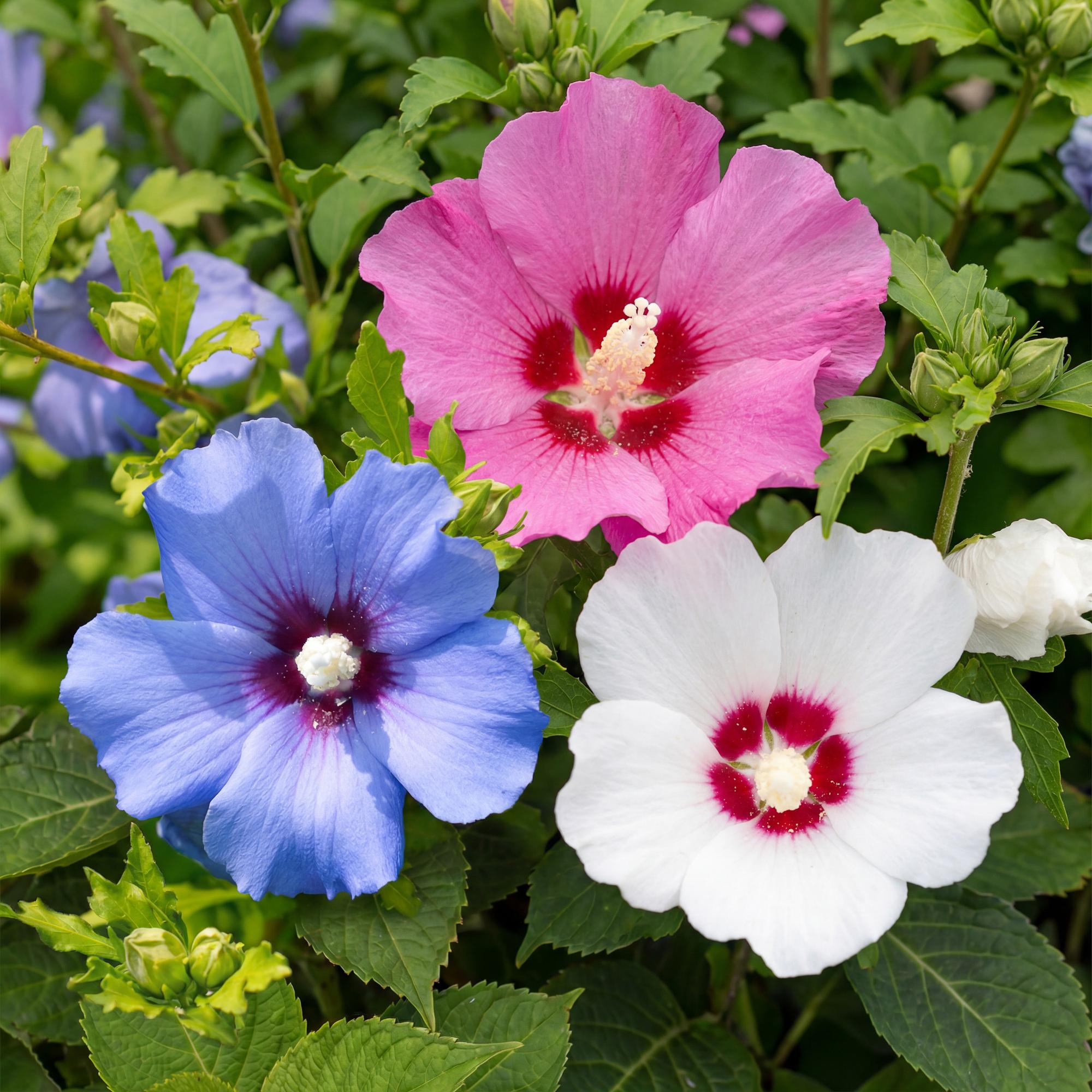 Heesters - Hibiscus syriacus Tricolour - Bloem Roze, Wit en Blauw - 3 Planten - Bladverliezend - Weinig Onderhoud - Pot 17cm Hoogte 45cm