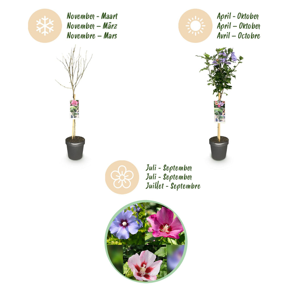 Plant op Stam - Hibiscus syriacus Tricolour  - Terras Plant - Bladverliezend - Winterhard - Witte, Roze, Paarse Bloem - Pot 19cm Hoogte 90cm