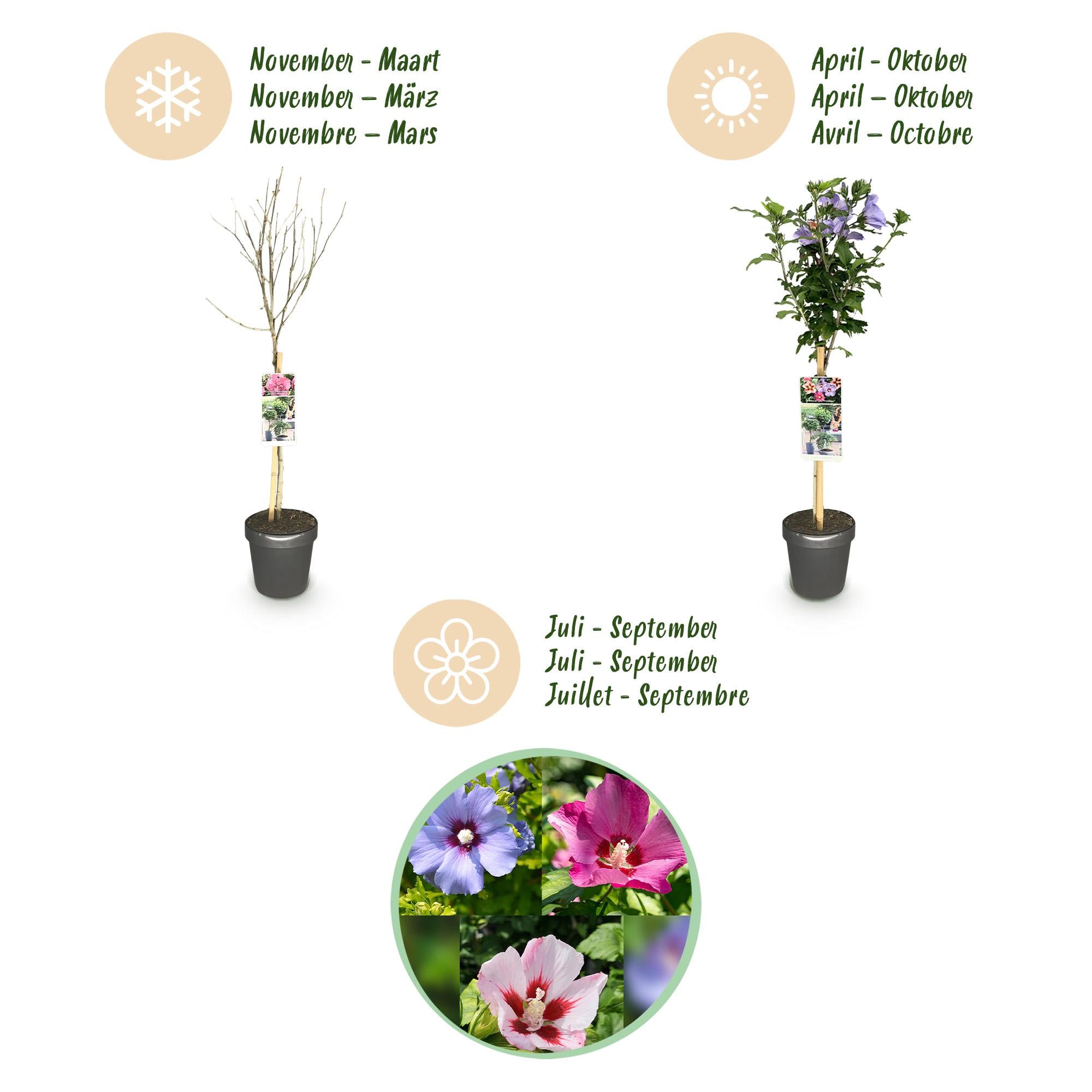 Plant op Stam - Hibiscus syriacus Tricolour  - Terras Plant - Bladverliezend - Winterhard - Witte, Roze, Paarse Bloem - Pot 19cm Hoogte 90cm