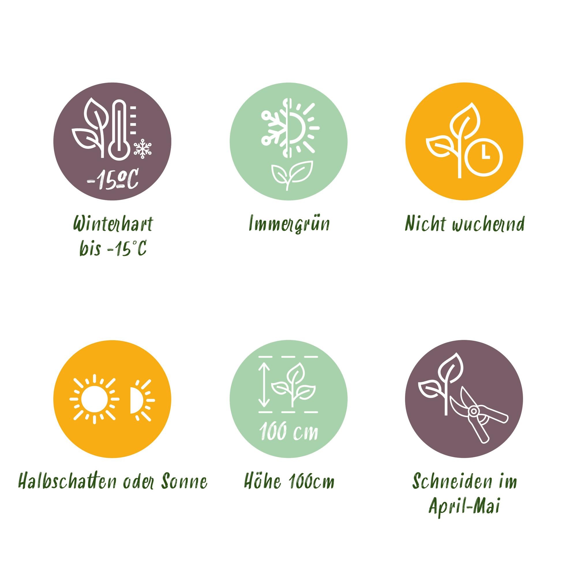 Haagplanten - Euonymus japonica Green Spire -  blad groen - 6 planten - 1 strekkende meter - groenblijvend - pot 17cm hoogte 40cm